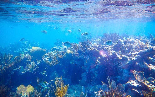 Visit amazing reefs on our private yacht charters